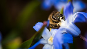 "Bienchen und Blümchen"