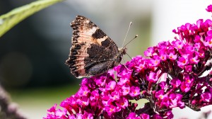 Pfauenauge im Sommerflieder