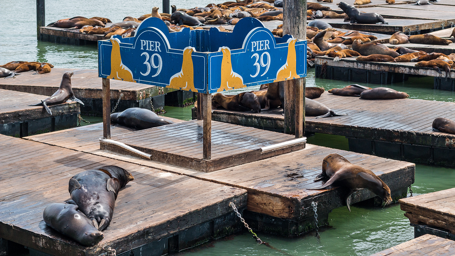 Die berühmten Seelöwen an Pier 39