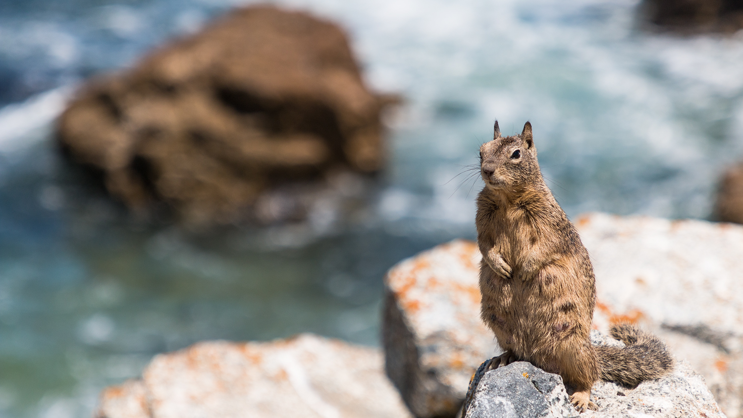 Neugieriges Grauhörnchen