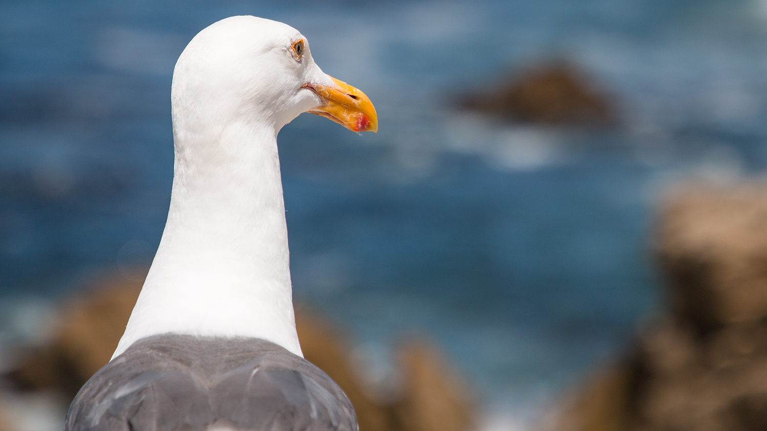 Möwe am Seal Rock