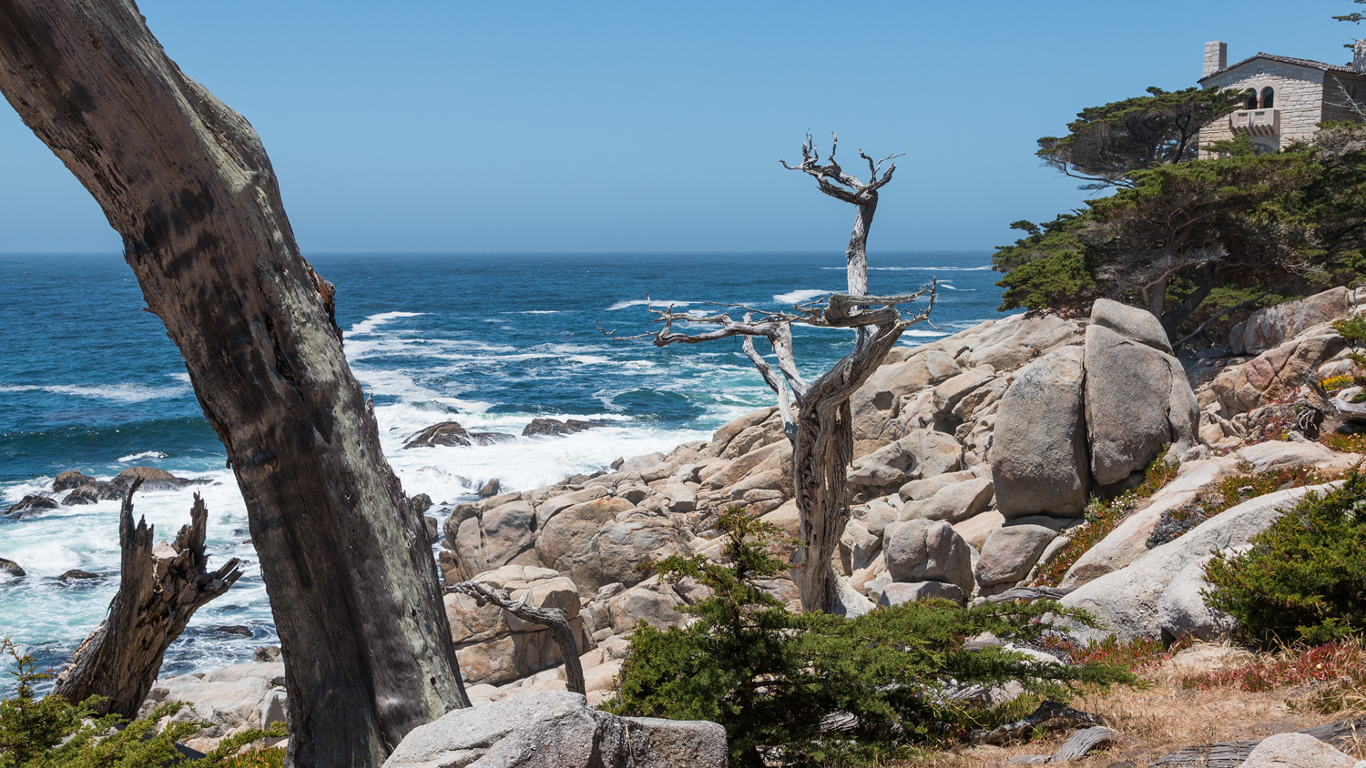 Ausgeblichener "Ghost Tree" am Pascadero Point