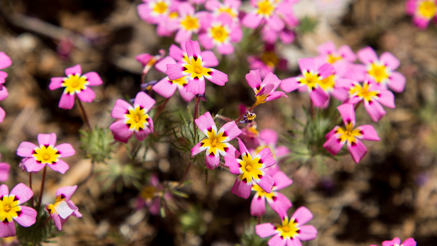 Blumen im Sequoia Nationalpark