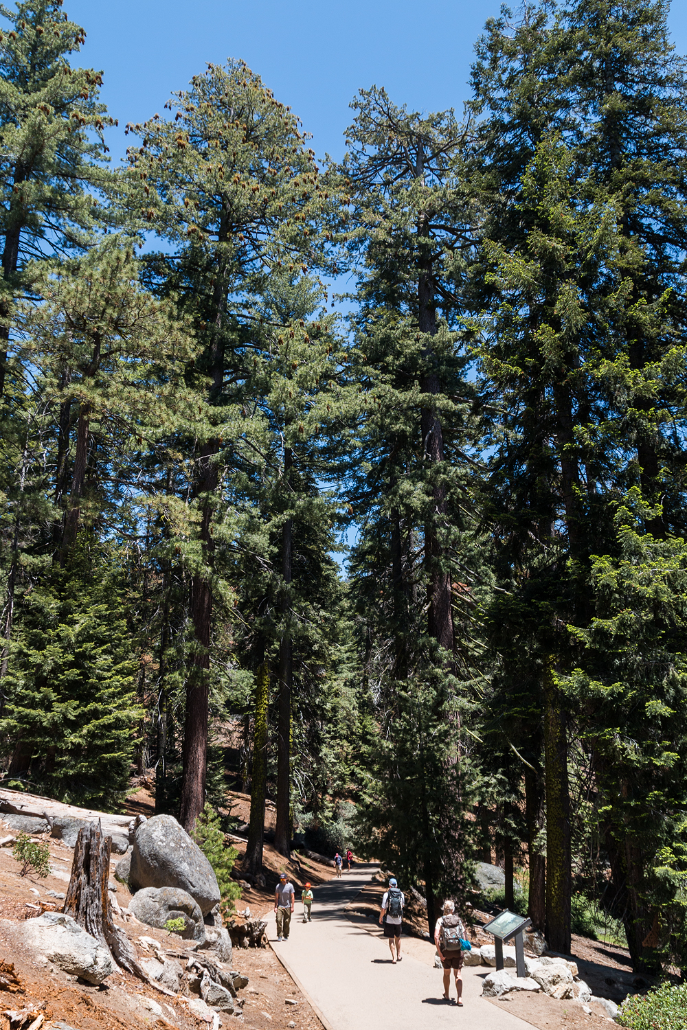 General Sherman Tree Trail