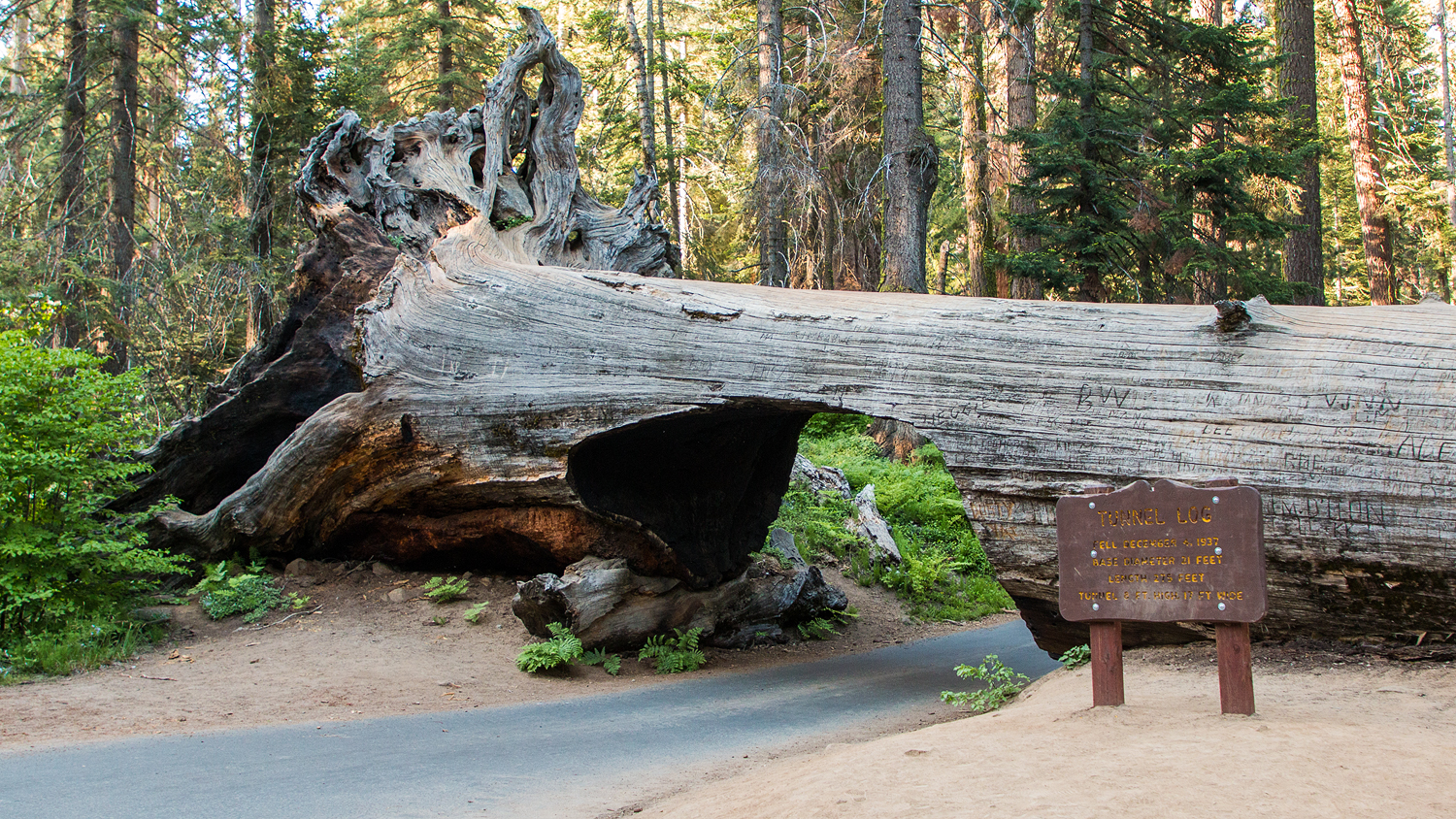 Tunnel Log an der Crescent Meadow Road