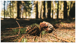 Spaziergang im Sauerland: Naturweg Kahler Pön bei Medebach-Düdinghausen und Willingen-Usseln