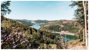 Diemelsee und Blütenpracht