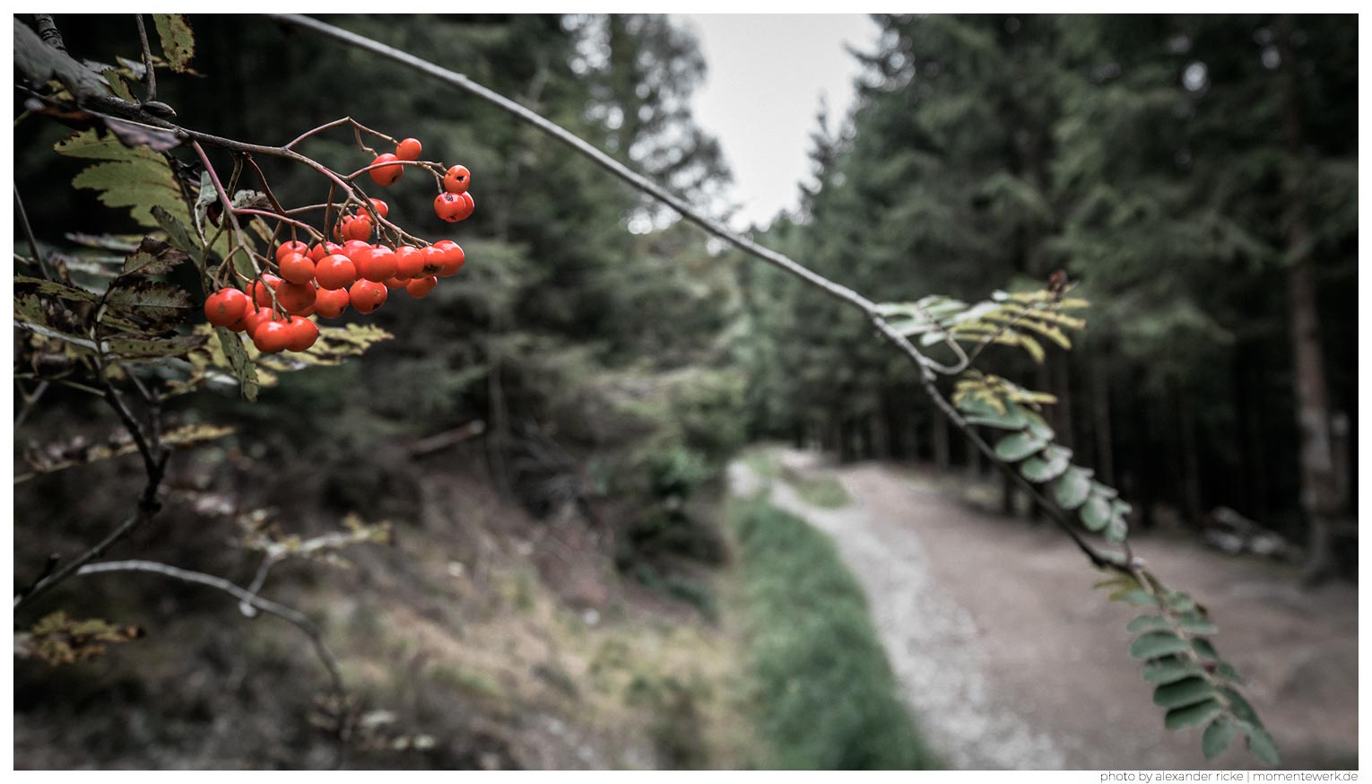 Vogelbeeren am Rande des Wanderweges am Kahlen Asten